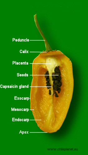 Anatomy of chili